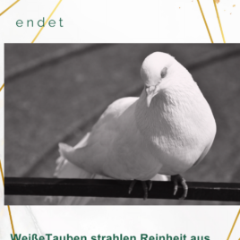 Flyer Leid der Hochzeitstauben