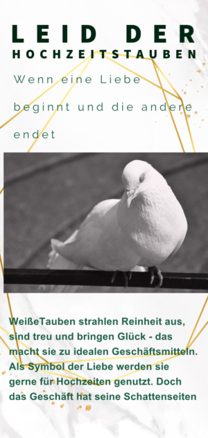 Flyer Leid der Hochzeitstauben -10er Pack